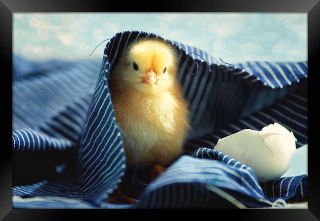 Little chick   Framed Print by Tanja Riedel