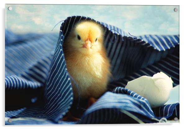 Little chick   Acrylic by Tanja Riedel