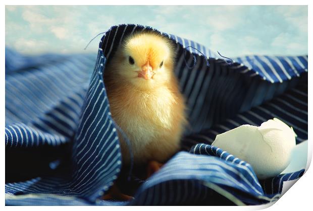 Little chick   Print by Tanja Riedel
