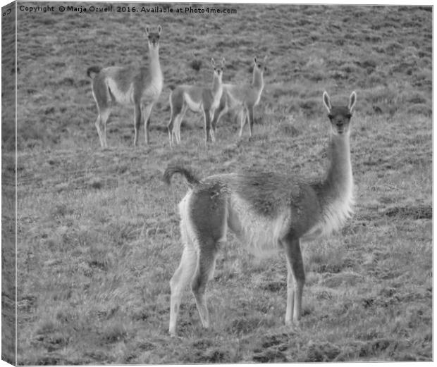 Vicuna family Canvas Print by Marja Ozwell