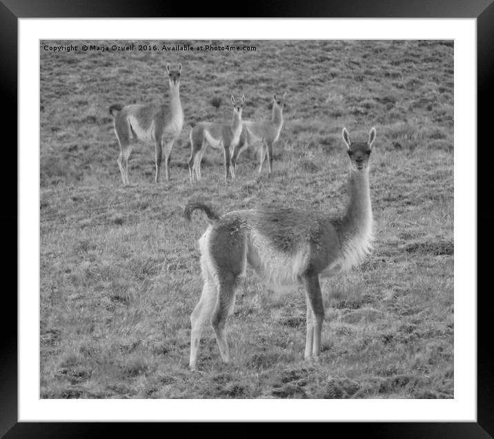 Vicuna family Framed Mounted Print by Marja Ozwell