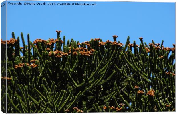 Monkey puzzle cones Canvas Print by Marja Ozwell