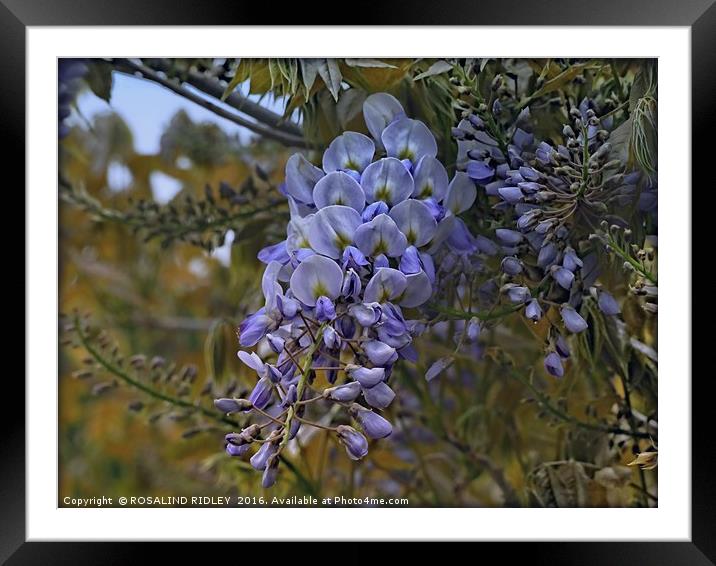 "WISTFUL WISTERIA" Framed Mounted Print by ROS RIDLEY