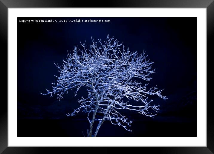 Snow Tree Framed Mounted Print by Ian Danbury