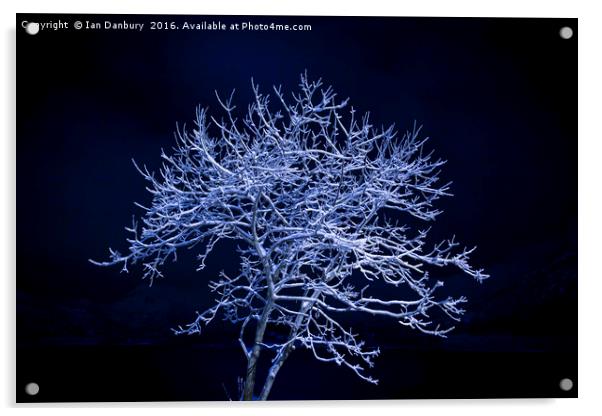 Snow Tree Acrylic by Ian Danbury