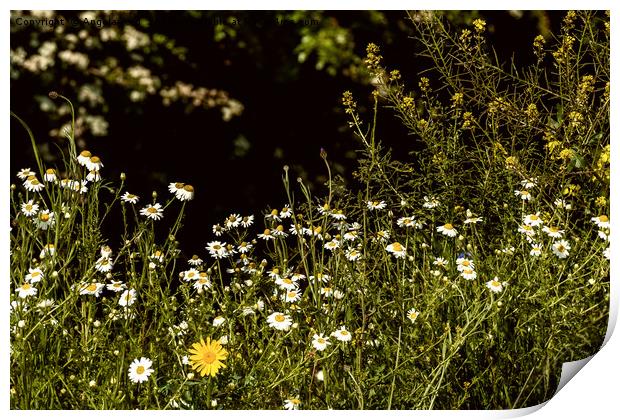 Daisy Daisy Print by Angela Aird