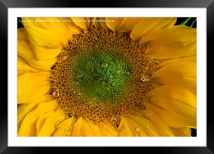 Heart of a sunflower Framed Mounted Print by Beata Aldridge
