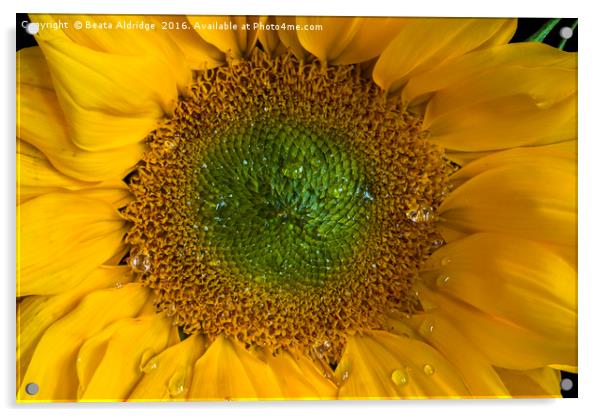 Heart of a sunflower Acrylic by Beata Aldridge