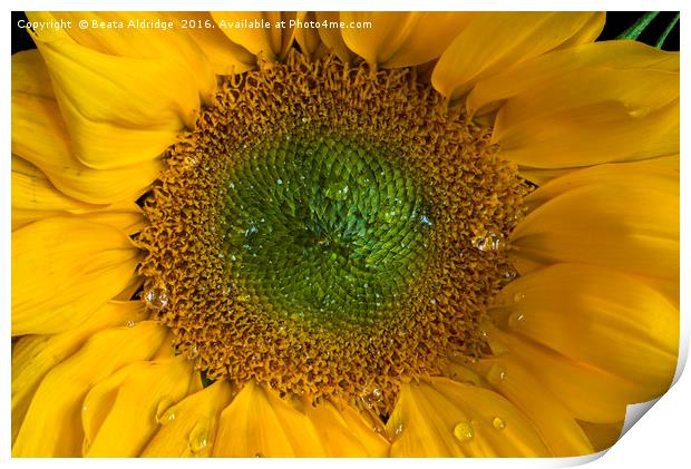 Heart of a sunflower Print by Beata Aldridge