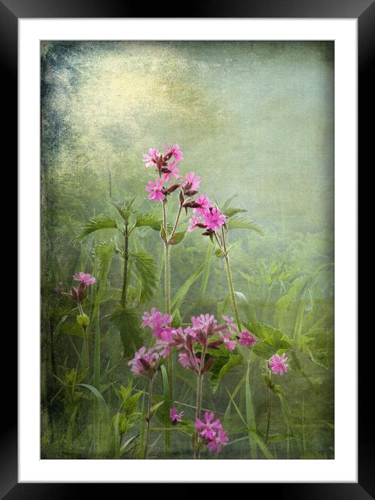 Red Catchfly (Campion) Framed Mounted Print by LIZ Alderdice