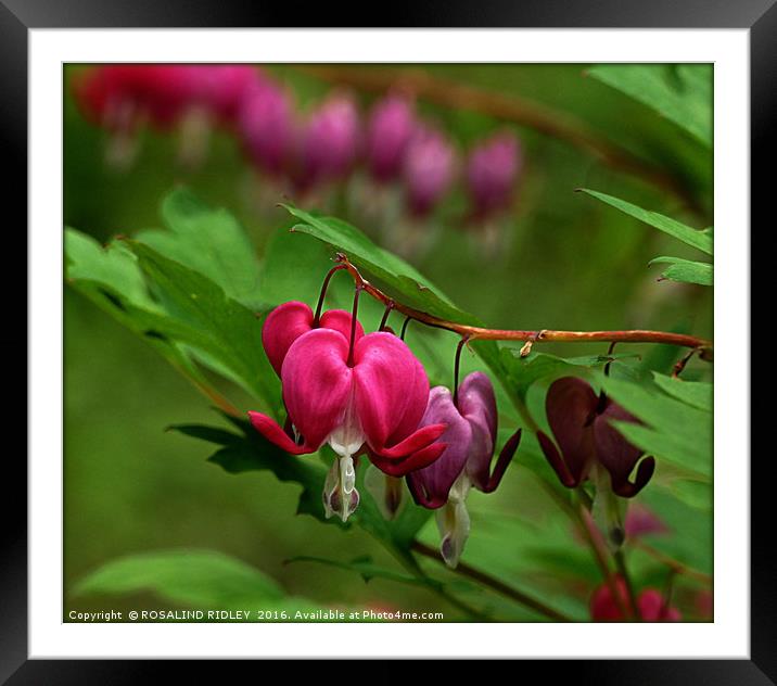 "DICENTRA SPECTABILIS"...BLEEDING HEART. Framed Mounted Print by ROS RIDLEY