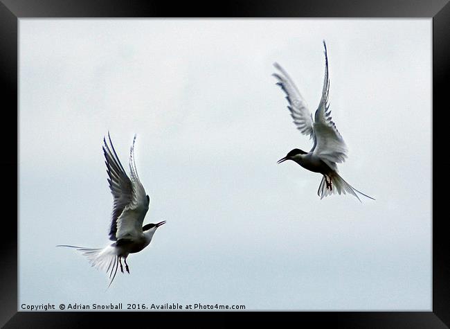 Two terns Framed Print by Adrian Snowball