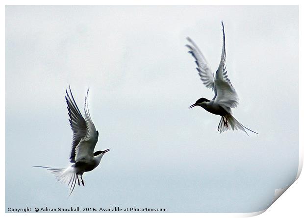 Two terns Print by Adrian Snowball