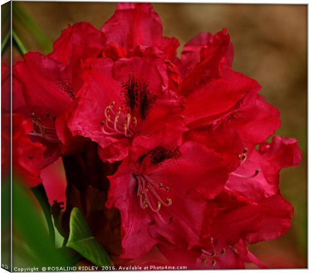 "DEEP PINK RHODODENDRON" Canvas Print by ROS RIDLEY
