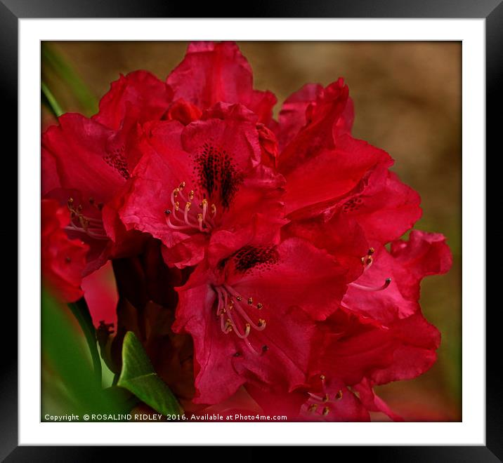 "DEEP PINK RHODODENDRON" Framed Mounted Print by ROS RIDLEY