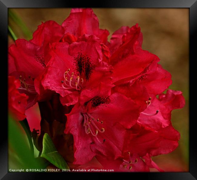"DEEP PINK RHODODENDRON" Framed Print by ROS RIDLEY