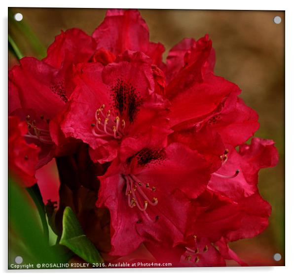 "DEEP PINK RHODODENDRON" Acrylic by ROS RIDLEY