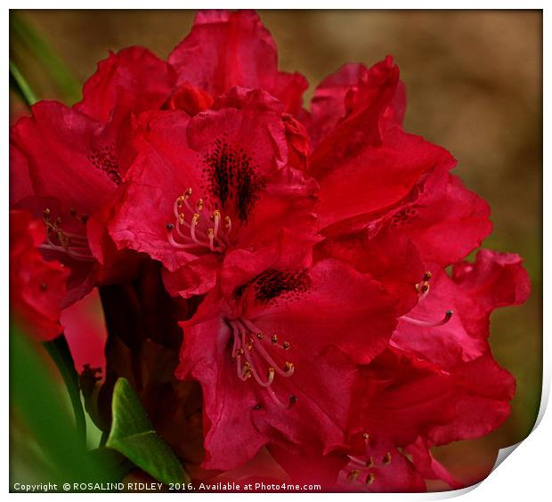 "DEEP PINK RHODODENDRON" Print by ROS RIDLEY