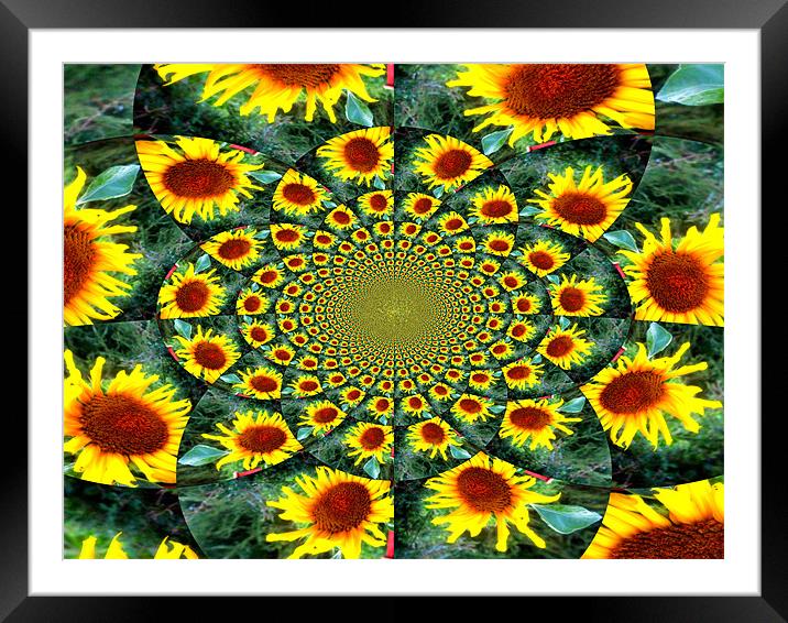Sunflower Framed Mounted Print by Alexia Miles