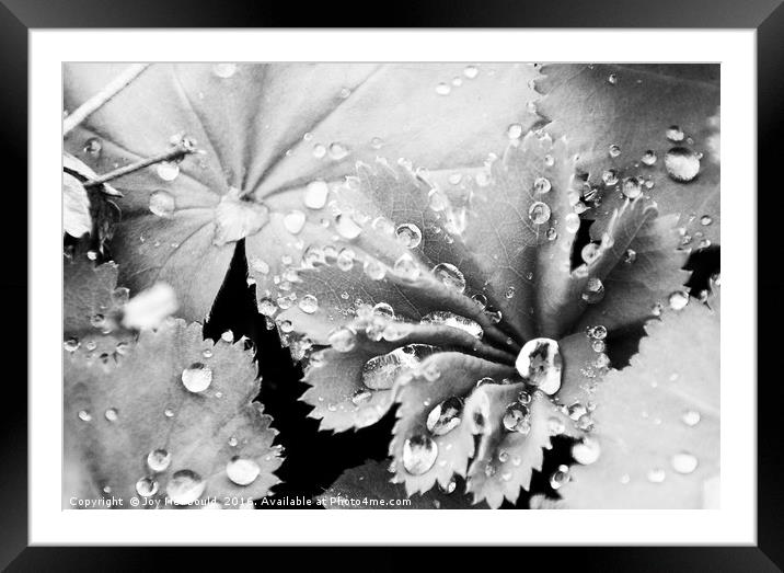 Raindrops on Lady's Mantle Framed Mounted Print by Joy Newbould