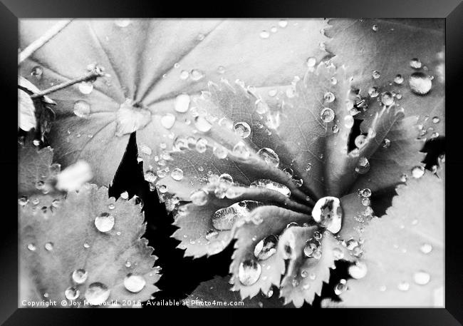 Raindrops on Lady's Mantle Framed Print by Joy Newbould