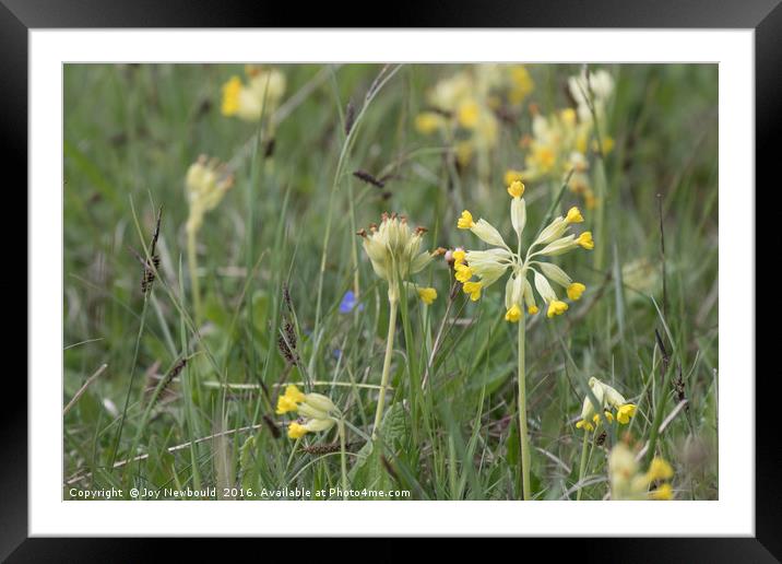 Cowslips Framed Mounted Print by Joy Newbould