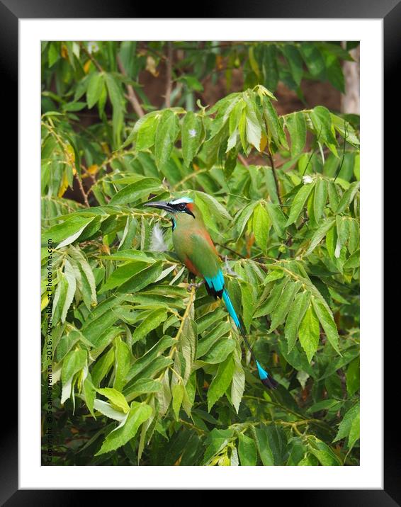 Motmot  Framed Mounted Print by Sean Foreman