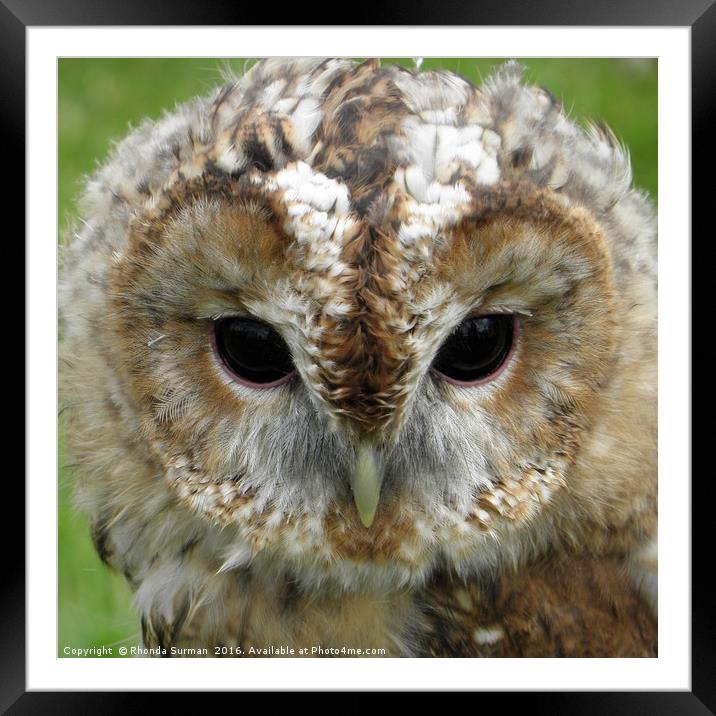 Sharing a moment with a Barn Owl Framed Mounted Print by Rhonda Surman