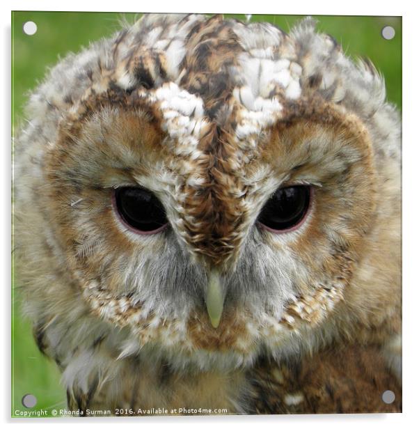Sharing a moment with a Barn Owl Acrylic by Rhonda Surman