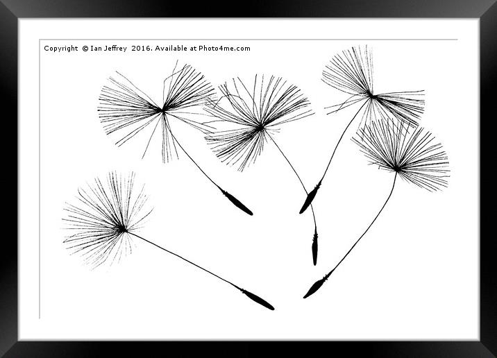 New Life Framed Mounted Print by Ian Jeffrey