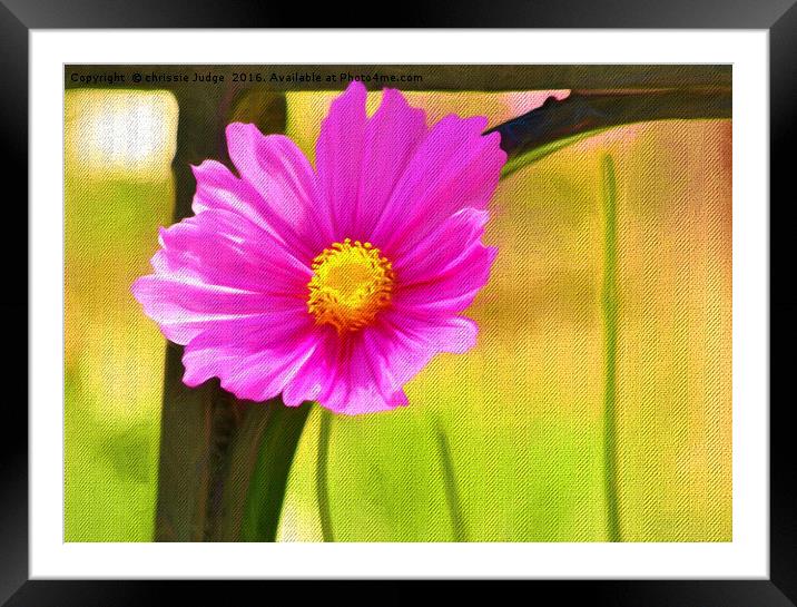 Single Pink Cosmos Flower  Framed Mounted Print by Heaven's Gift xxx68