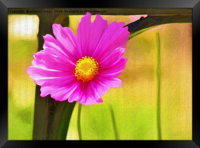 Single Pink Cosmos Flower  Framed Print by Heaven's Gift xxx68