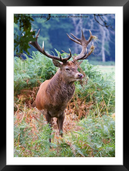 Stag in the Bracken Framed Mounted Print by Martin Kemp Wildlife