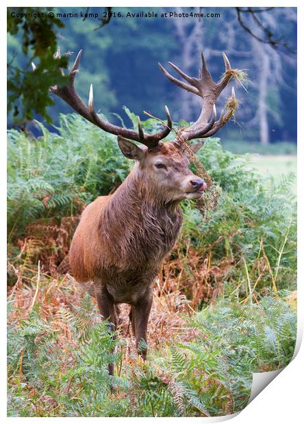 Stag in the Bracken Print by Martin Kemp Wildlife