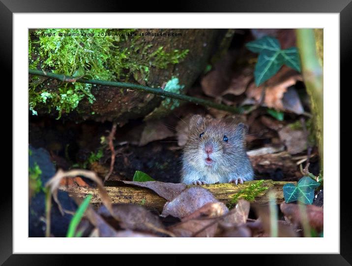Cheeky Little Vole Framed Mounted Print by Martin Kemp Wildlife
