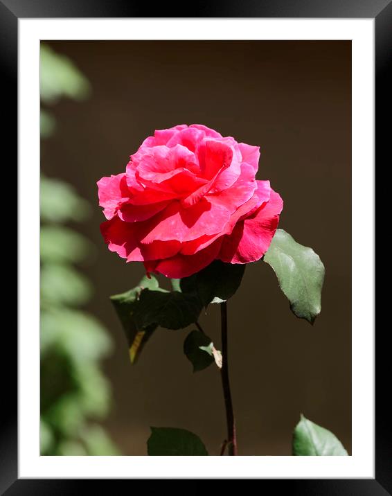 Red Rose Framed Mounted Print by Adrian Bud