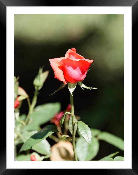 Red Rose Bud Framed Mounted Print by Adrian Bud