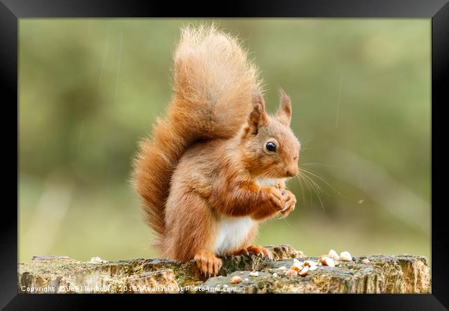 Red Squirrel  Framed Print by Joy Newbould