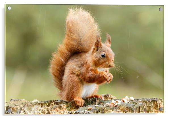 Red Squirrel  Acrylic by Joy Newbould