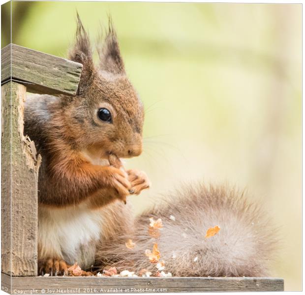 Messy Red Squirrel Canvas Print by Joy Newbould