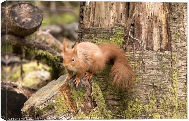 Red Squirrel in Woodland  Canvas Print by Joy Newbould