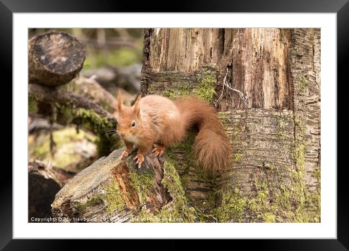 Red Squirrel in Woodland  Framed Mounted Print by Joy Newbould