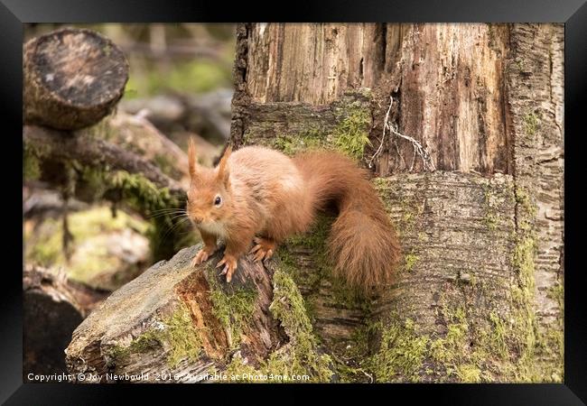 Red Squirrel in Woodland  Framed Print by Joy Newbould