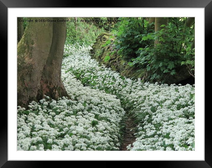 Wild Garlic (Ransom) secret pathway Cumbria, Lakes Framed Mounted Print by DEE- Diana Cosford