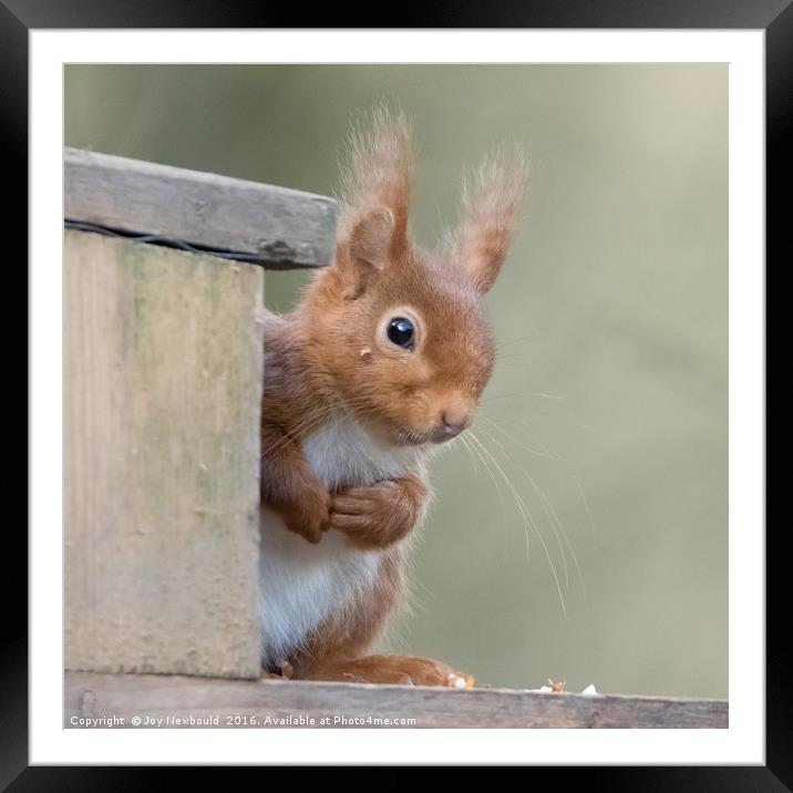 Inquisitive Red Squirrel Framed Mounted Print by Joy Newbould