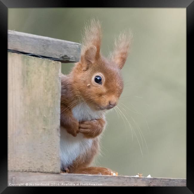 Inquisitive Red Squirrel Framed Print by Joy Newbould