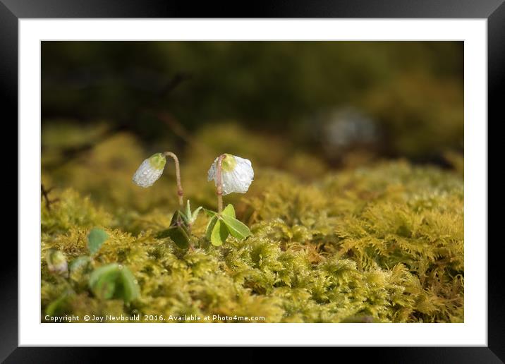 A New Flower Emerges in Spring Framed Mounted Print by Joy Newbould