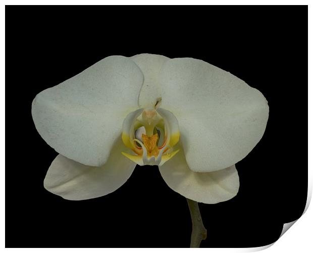 Stunning Orchids Print by David French