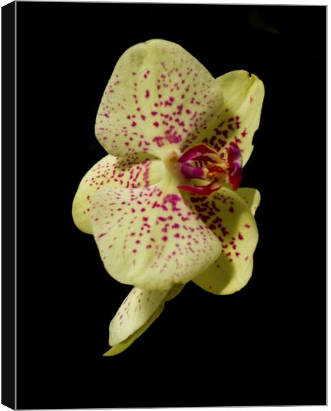 Stunning Orchids Canvas Print by David French