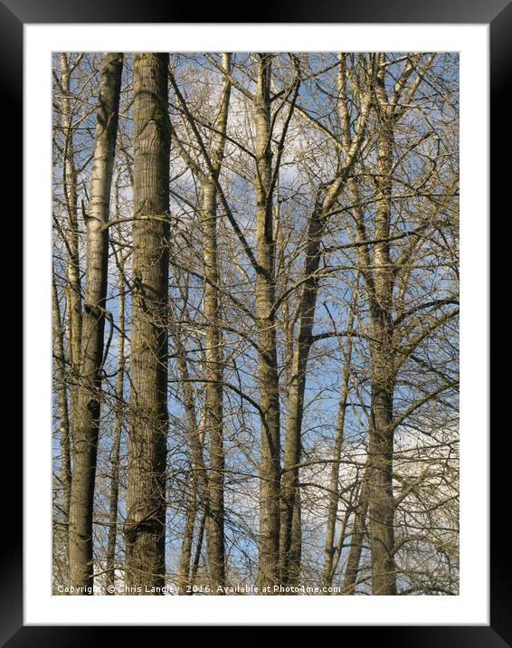 Cottonwoods along the Fraser Framed Mounted Print by Chris Langley